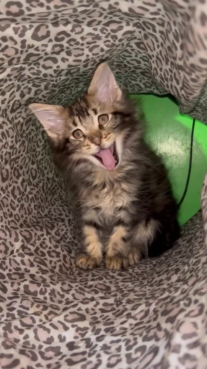 Maine Coon cats for sale: Maine coon kittens  - Video 1