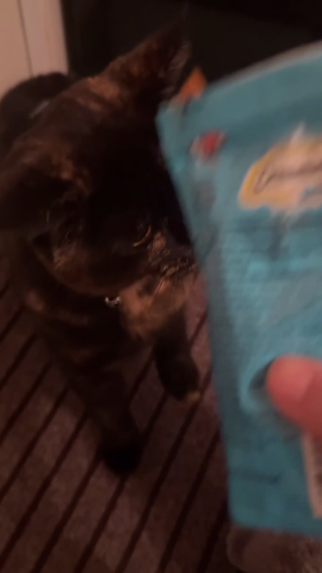 Mixed Breed cats for sale: Tortoiseshell cat  - Video 1