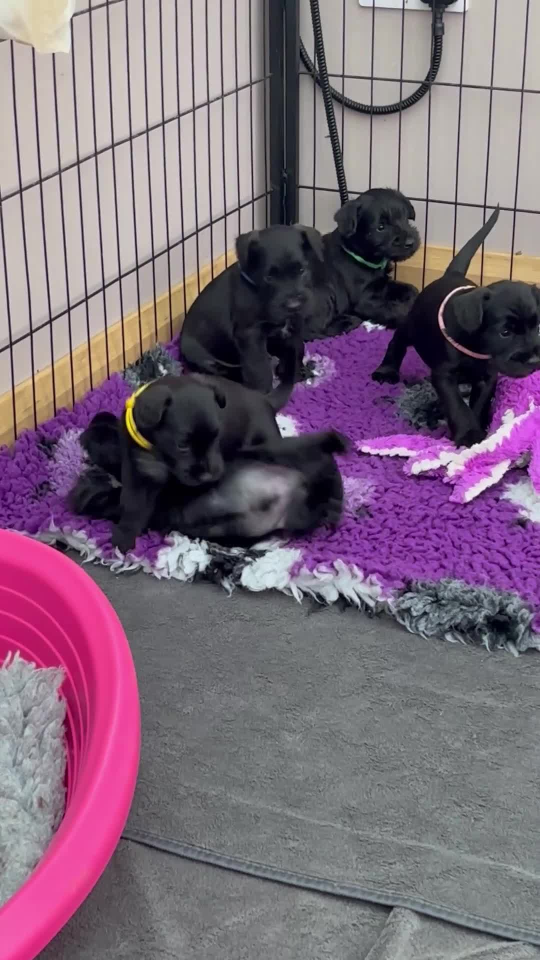 Miniature Schnauzer dogs for sale: 2 beautiful black boys available  - Video 2