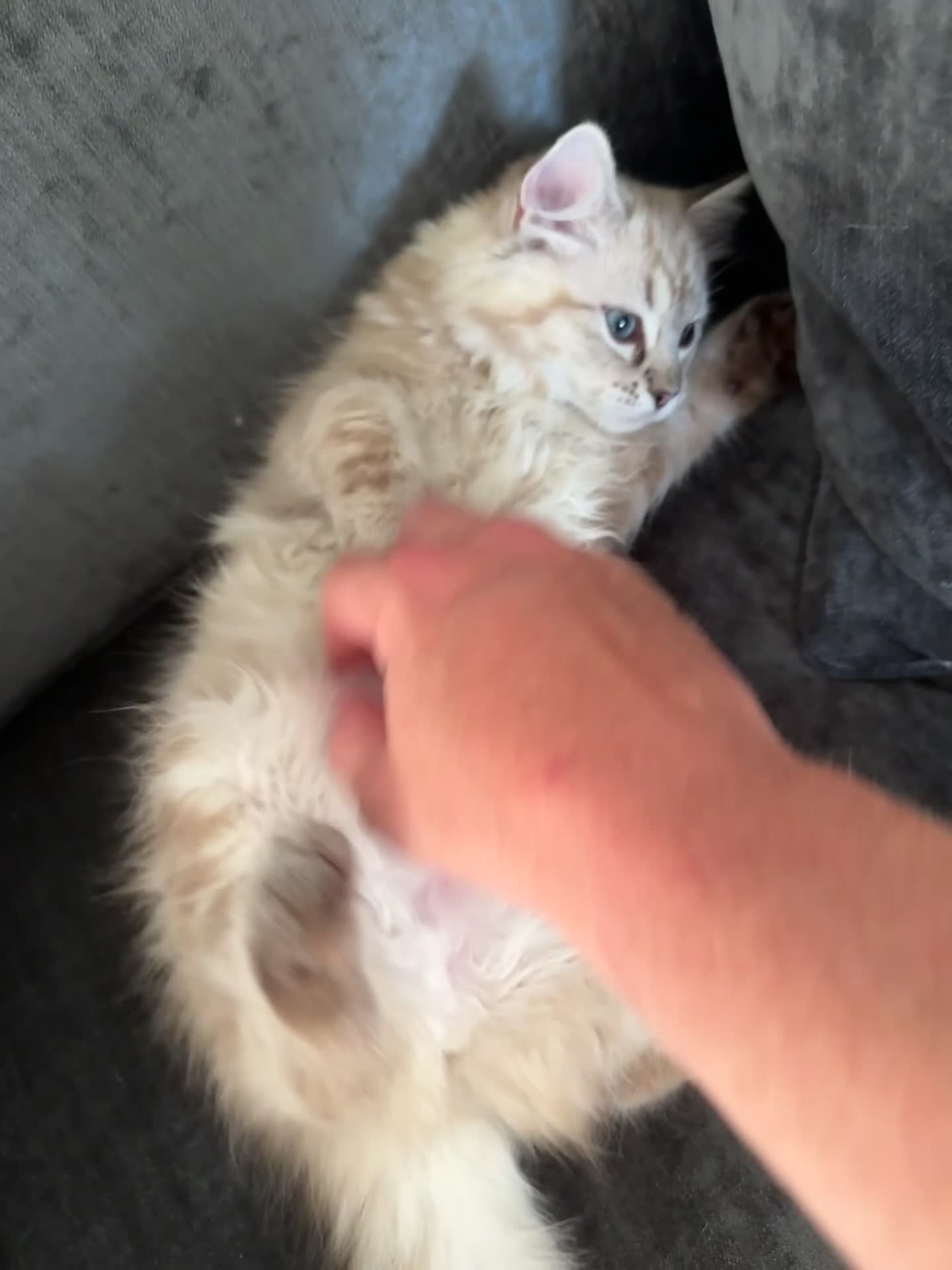 Ragdoll cats for sale: Exceptional Seal Tabby Mink Cherubim Boys - Video 1