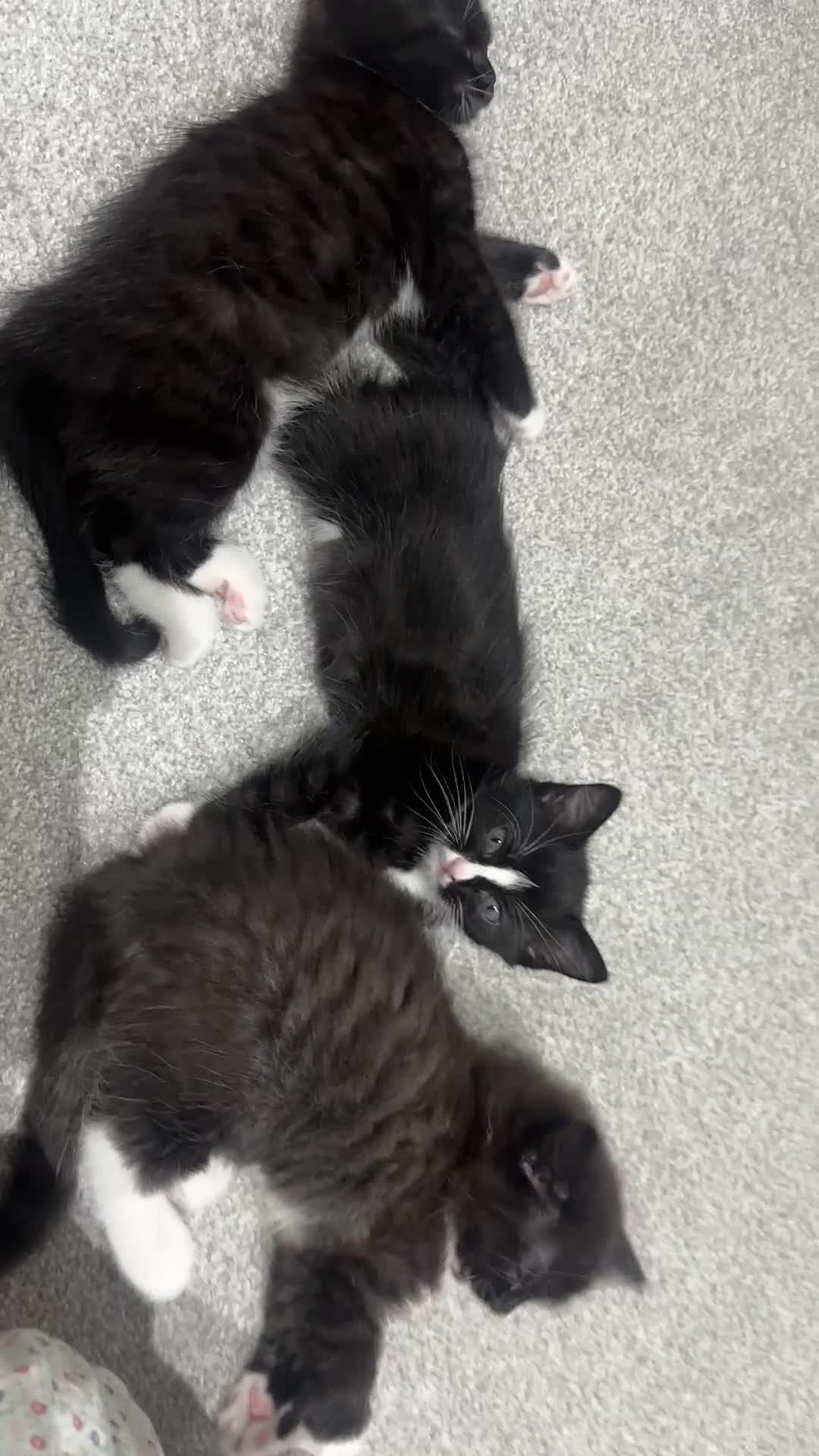 Mixed Breed cats for sale: Two Cow Cat for SALE - Video 1