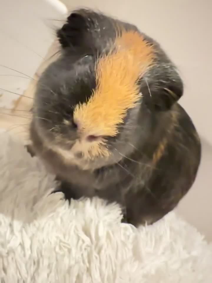 Guinea Pig rodents for sale: 2 male guinea pigs - Video 1