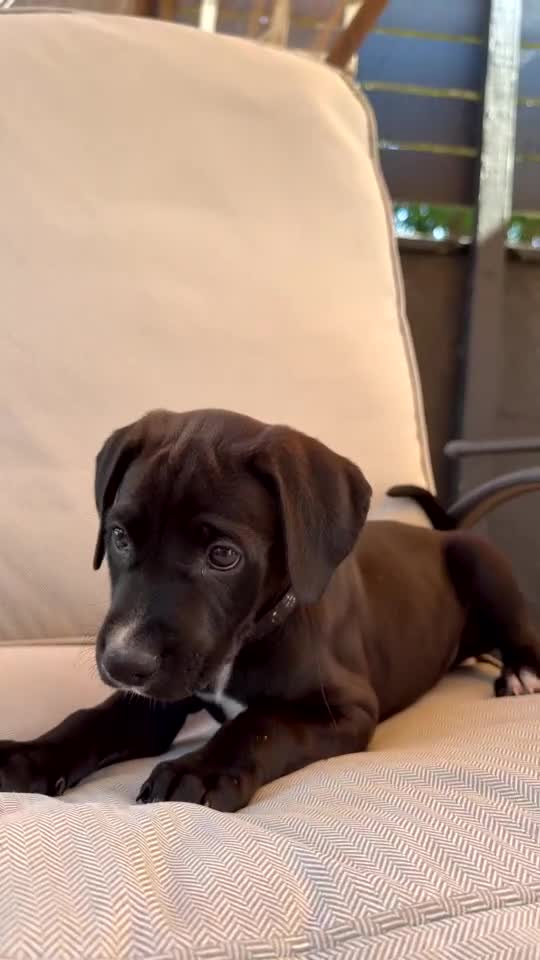 Mixed Breed dogs for sale: Cane corso x Labrador ready now!  in Saint Austell - Video 1