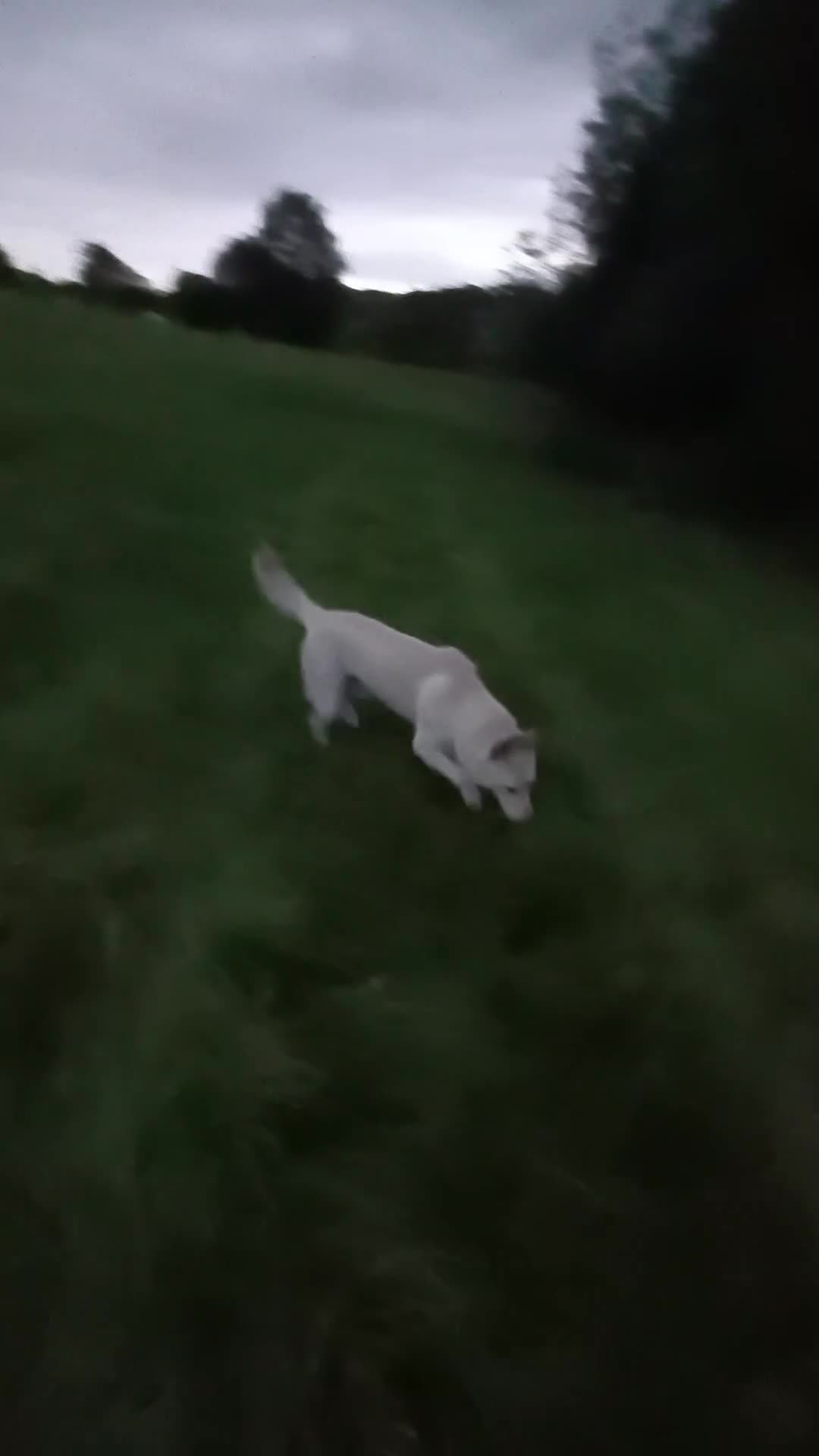 Mixed Breed dogs for sale: By no fault of his own my 19 months old - Video 1