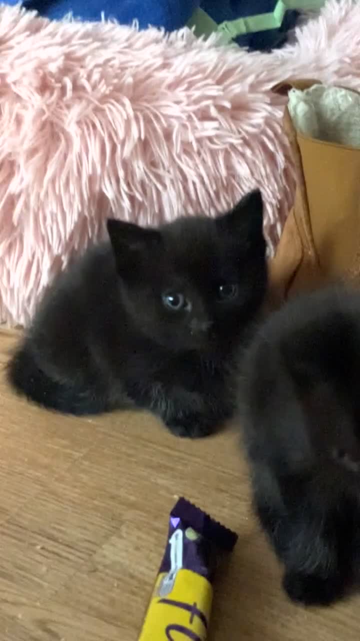 British Longhair cats for sale: British longhair cross ragdoll kittens for sale! - Video 2