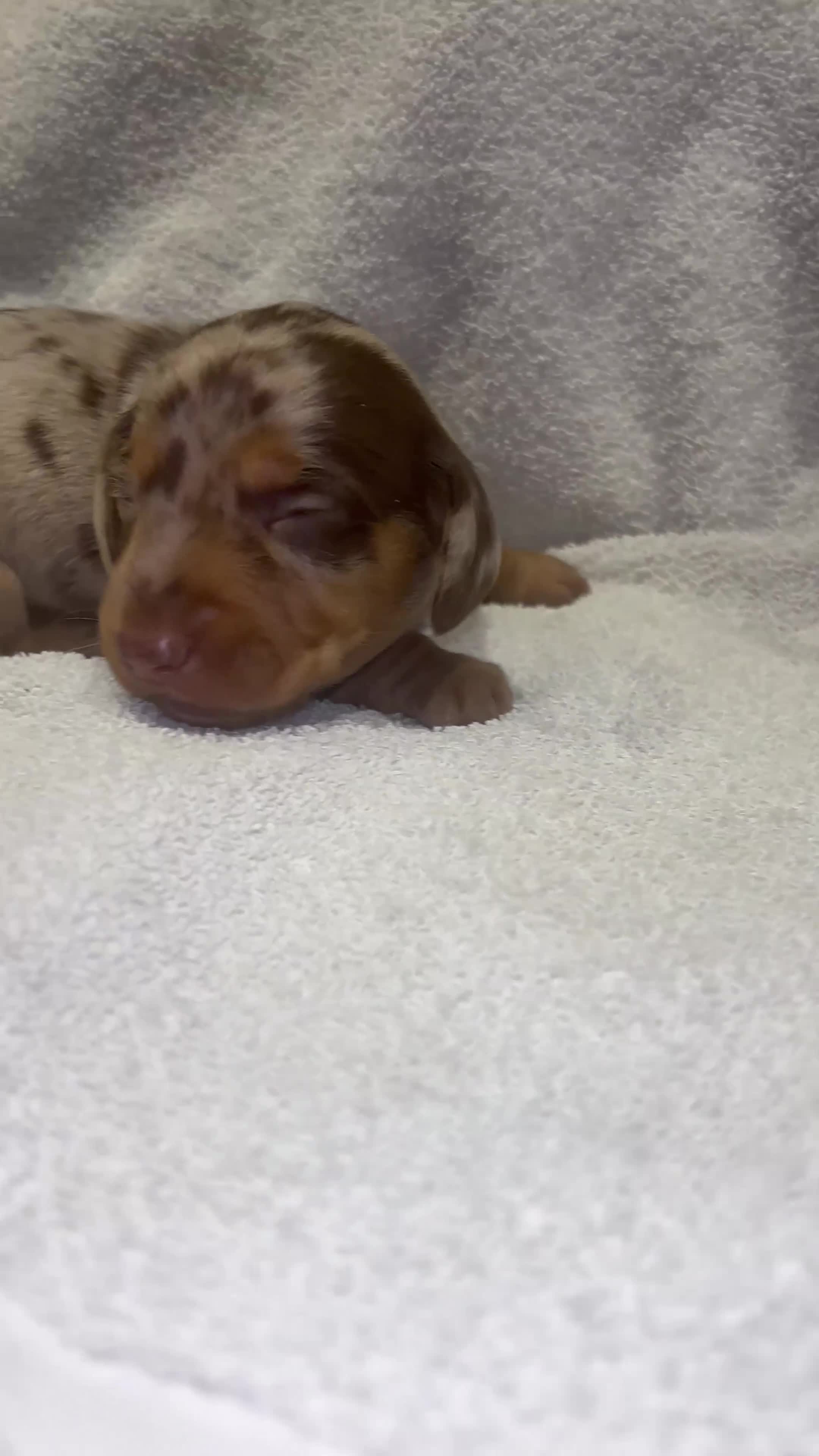 Miniature Dachshund dogs for sale: The sausage squad has arrived!  - Video 3