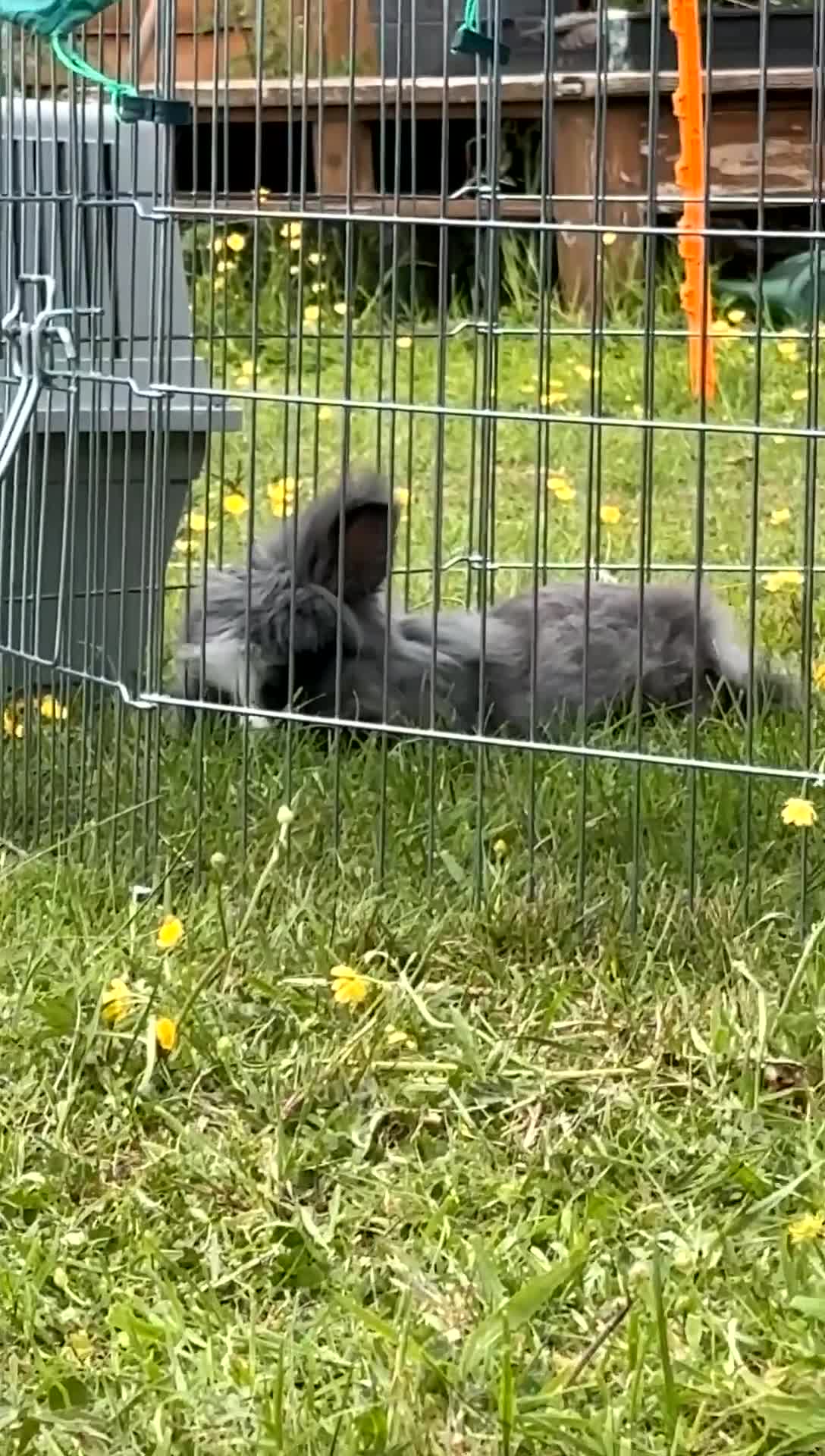 Lionhead rabbits for sale: Male Lionhead Rabbit - Video 3