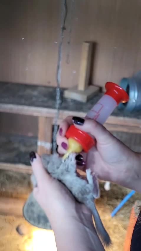 Chinchilla rodents for sale: Chinchillas ready for new homes - Video 2