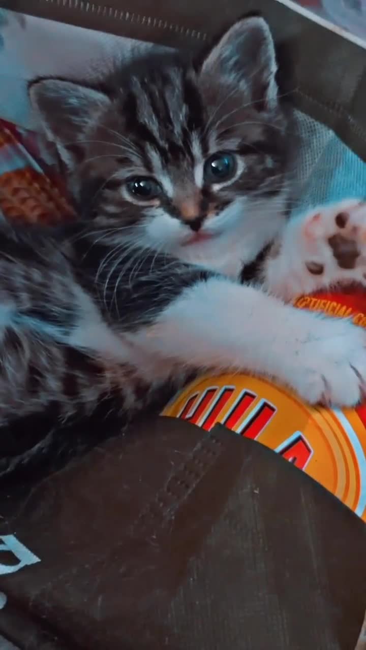 Mixed Breed cats for sale: 5 friendly playful mixed tabby kittens - Video 1