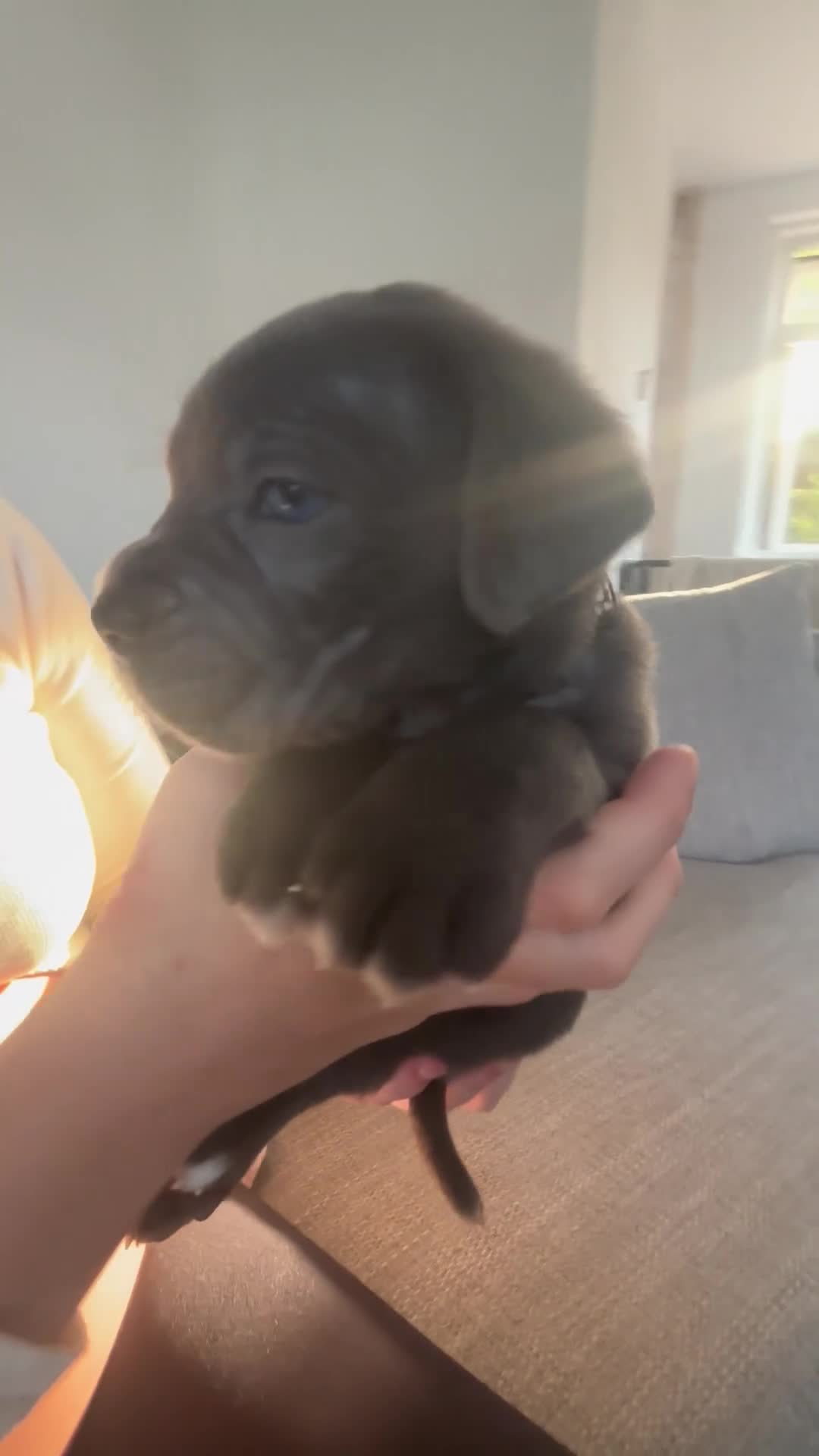 Cane Corso dogs for sale: 4 Pure Cane Corso Puppies Available Now  - Video 3