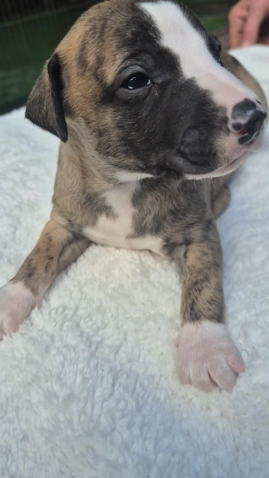 Whippet dogs for sale: 7 stunning kc registered whippet pups - Video 2
