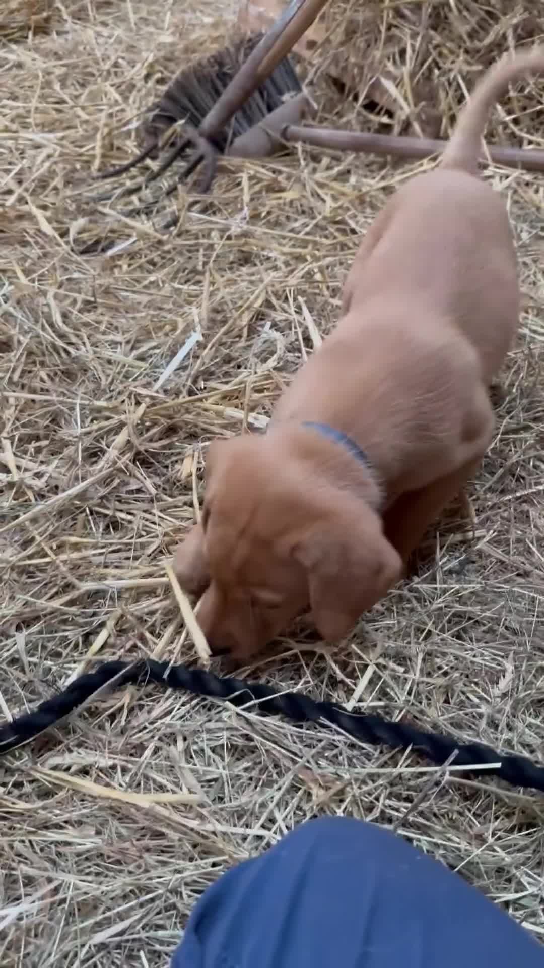 Labrador Retriever dogs for sale: Stunning Fox Red Labrador Puppies - Video 3