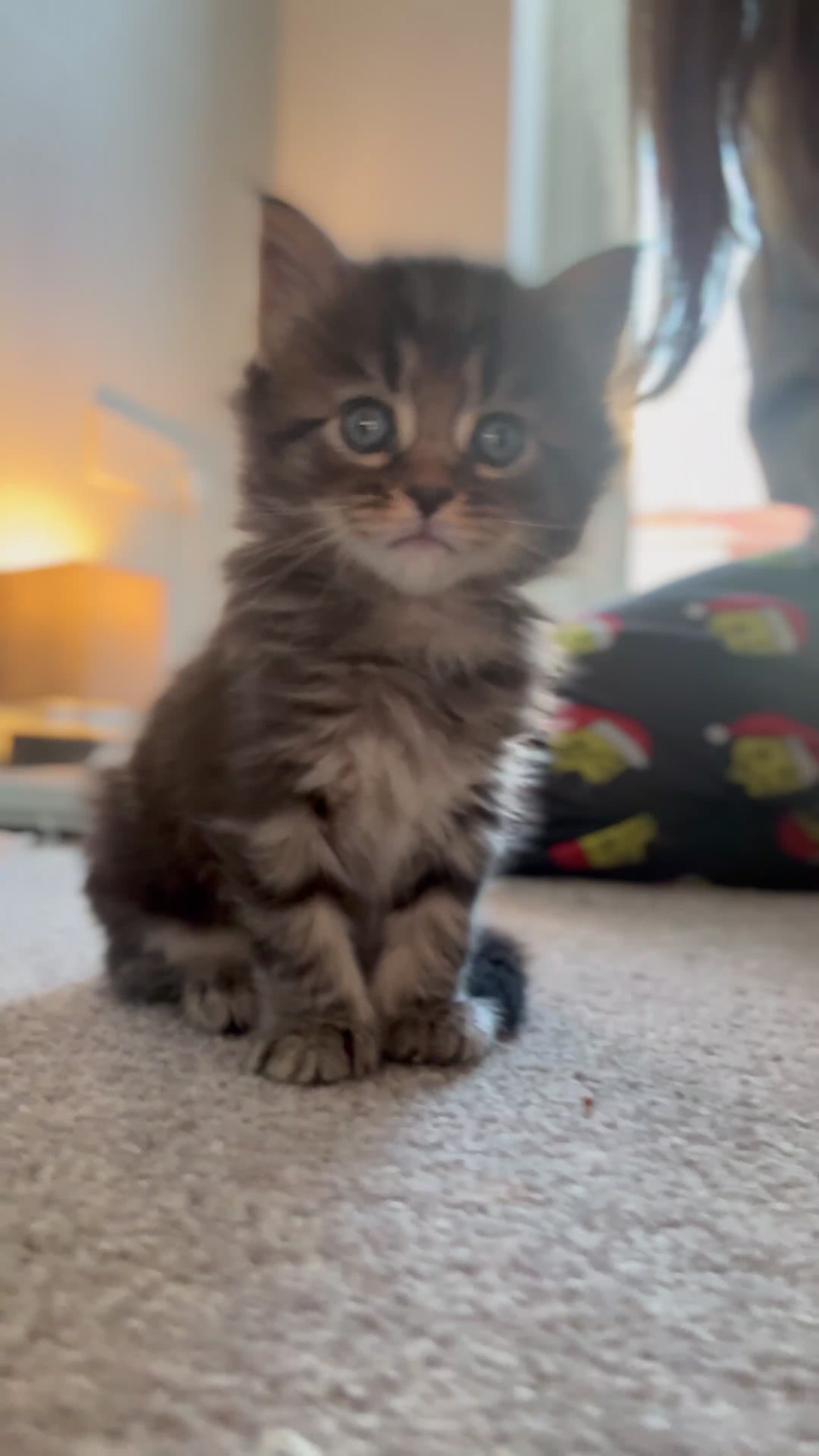 Maine Coon cats for sale:     🐾 Luxury Maine Coon x Siberian Kittens  - Video 5