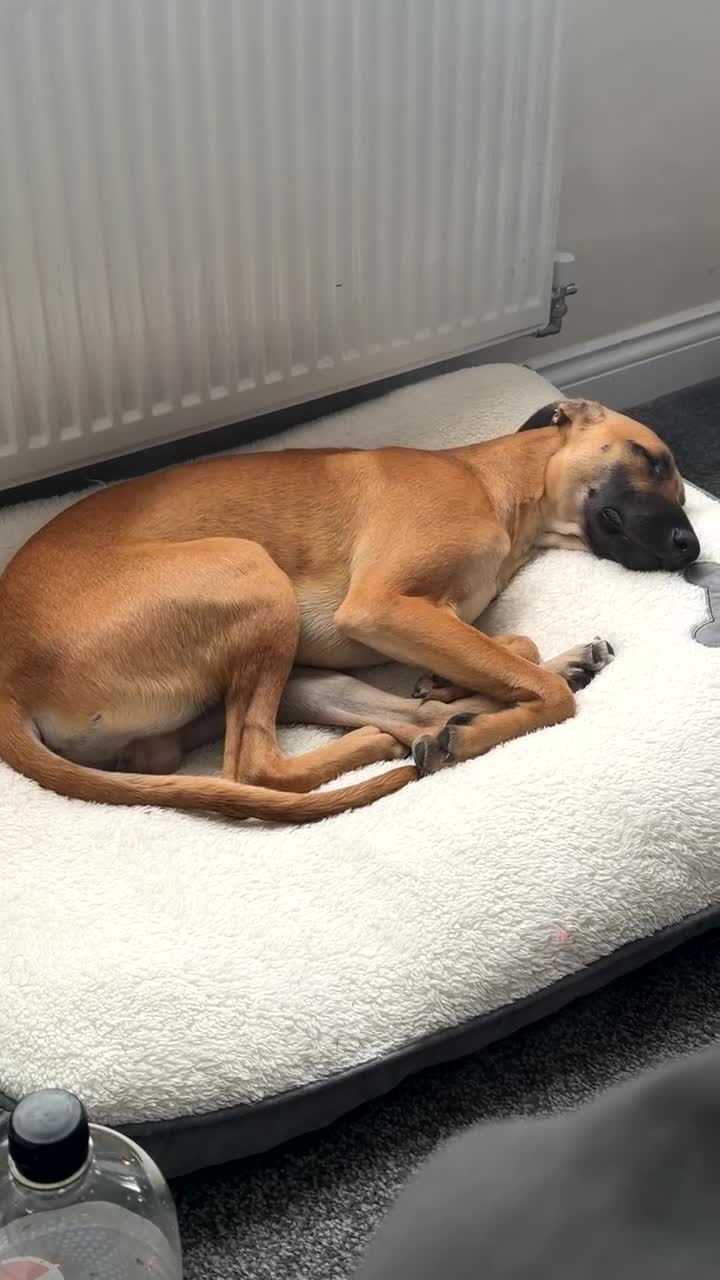 Lurcher dogs for sale: Simba looking for good home - Video 1