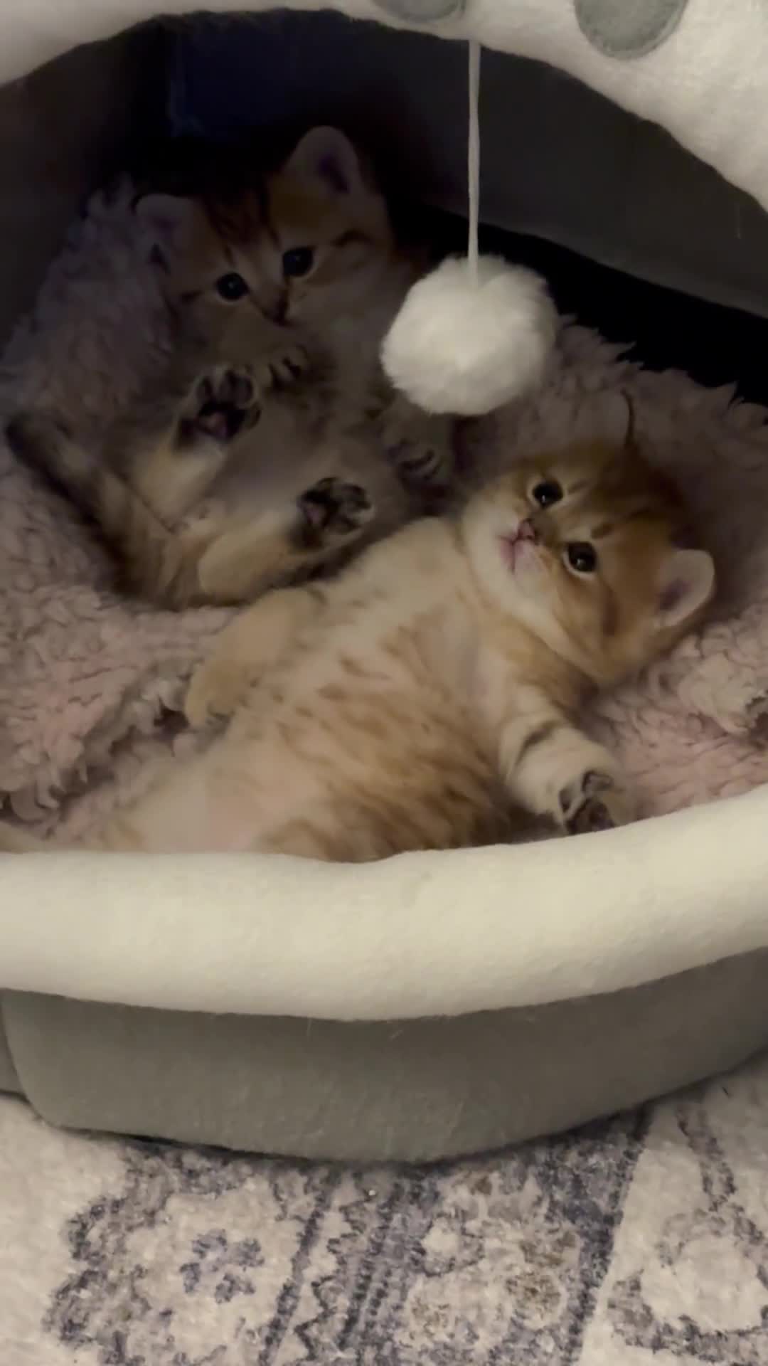 Scottish Fold cats for sale: Exquisite Scottish fold ( straight ears)  - Video 2