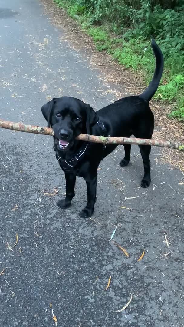 Labrador Retriever dogs for stud: Riley  in Leicester - Video 1