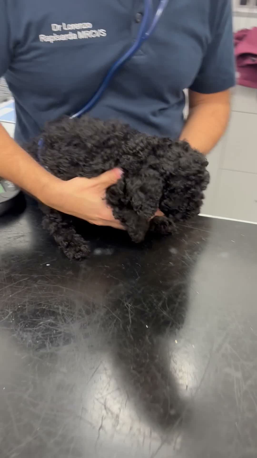 Toy Poodle dogs for sale: 3 Pedigree TOY POODLE GIRLS -ready now in Cheshire - Video 4