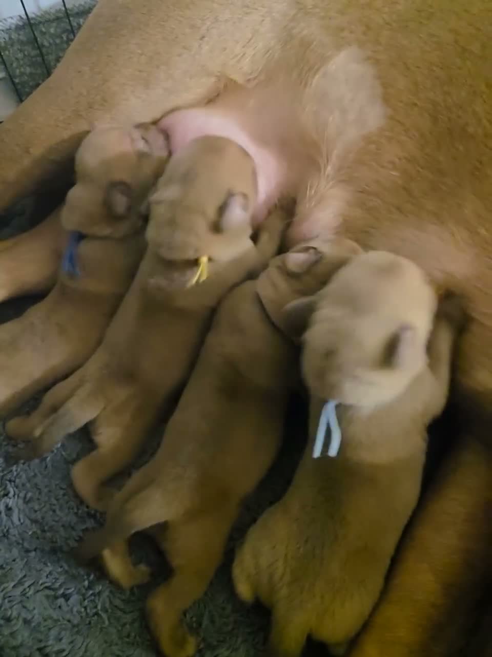 Dogue De Bordeaux dogs for sale: Gorgeous full ddb puppies in Telford - Video 3