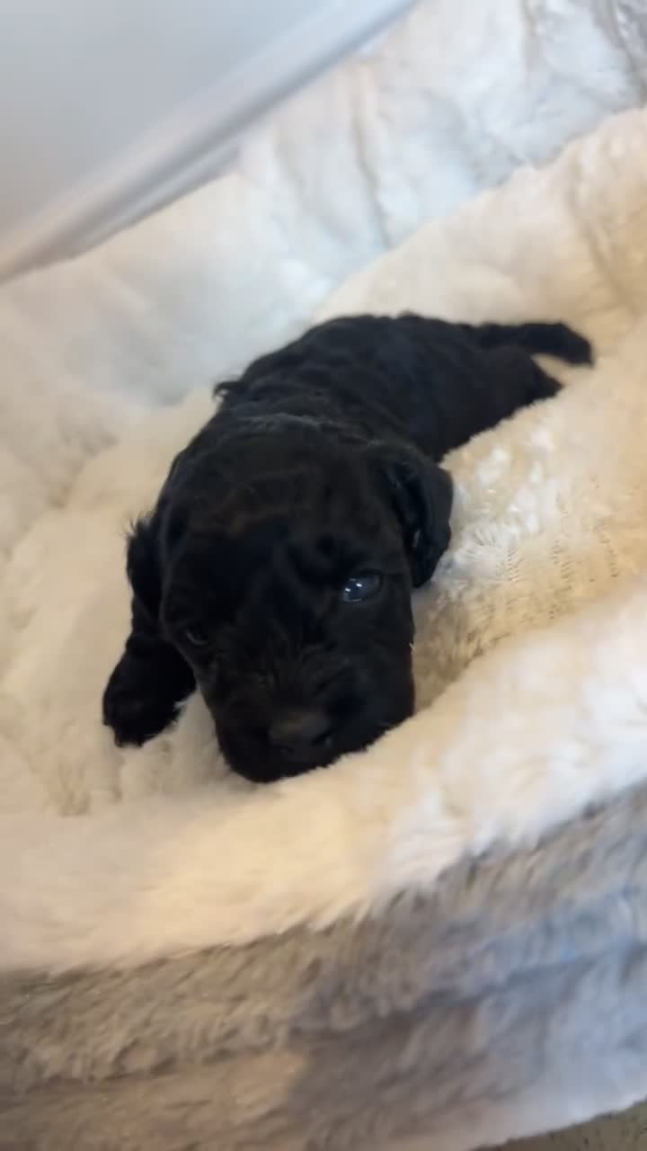Cockapoo dogs for sale: Toy miniature cockapoo puppy’s  - Video 1