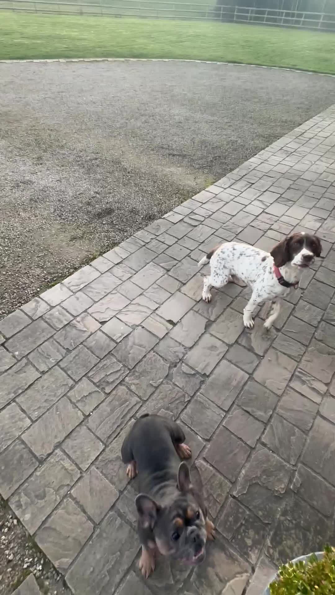 French Bulldog dogs for stud: Beautiful stocky athletic frenchie. Kc registered  - Video 3