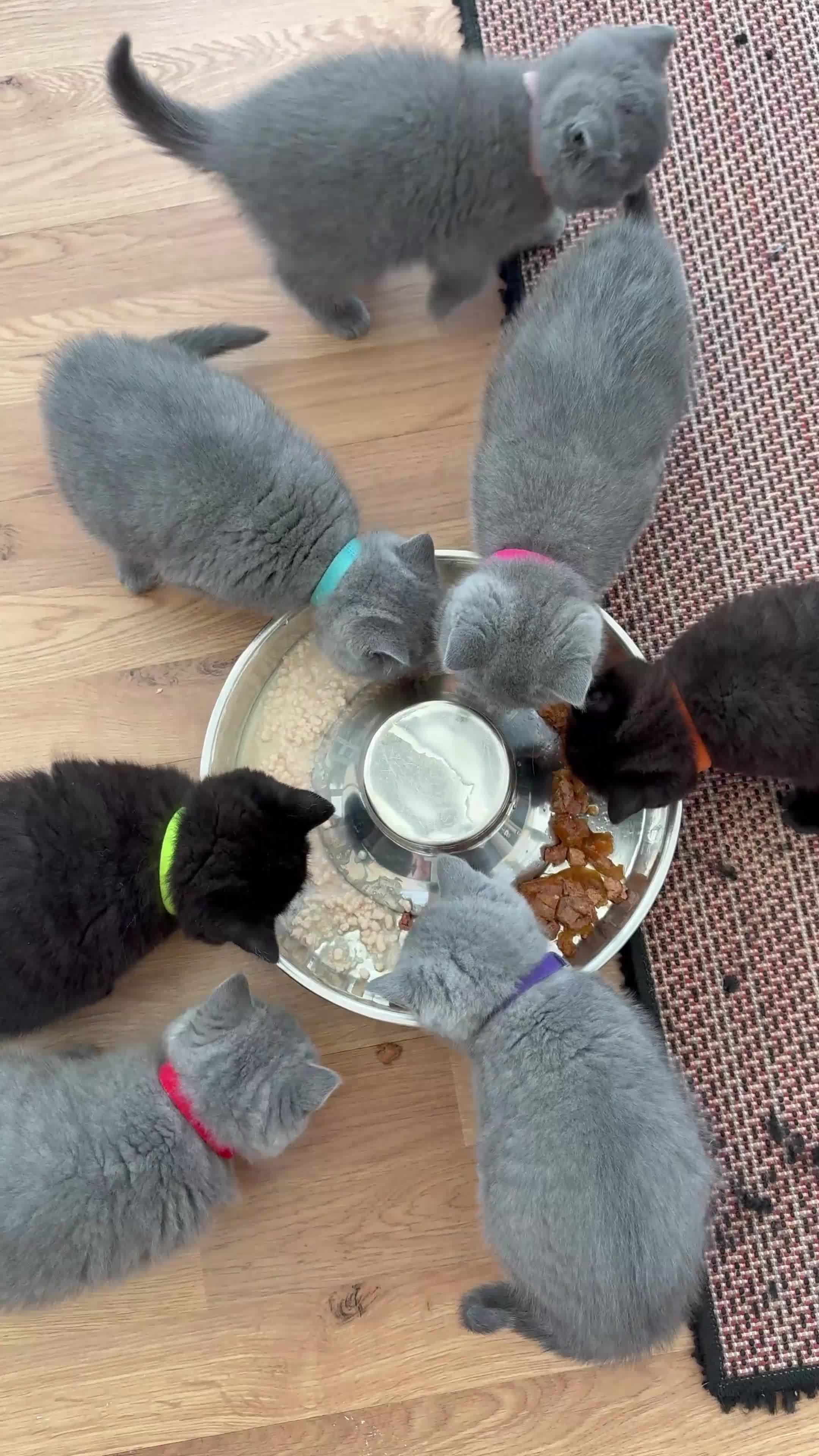 British Shorthair cats for sale: GCCF reg/British Shorthair kittens - Video 1
