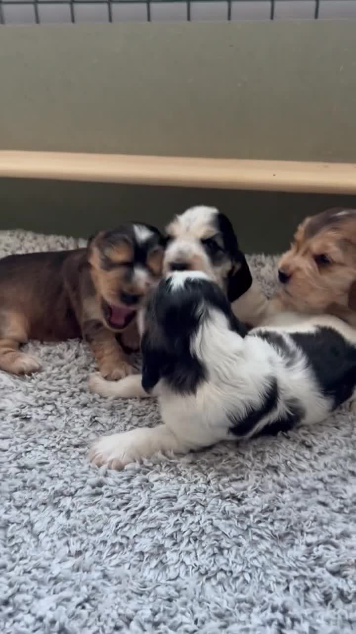 Cocker Spaniel dogs for sale: Cocker Spaniel puppies - ready 9/9/26 - Video 1