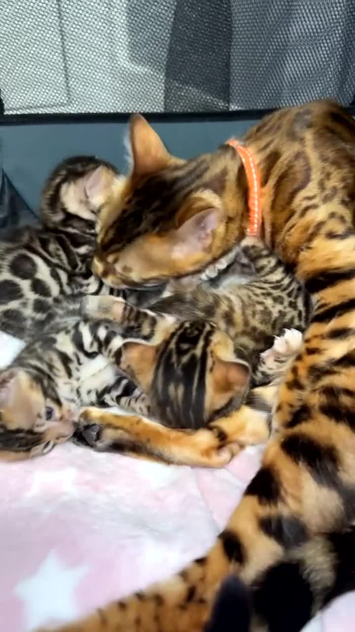 Bengal cats for sale: TIKA registered 5th Pedigree bengal kittens  - Video 1
