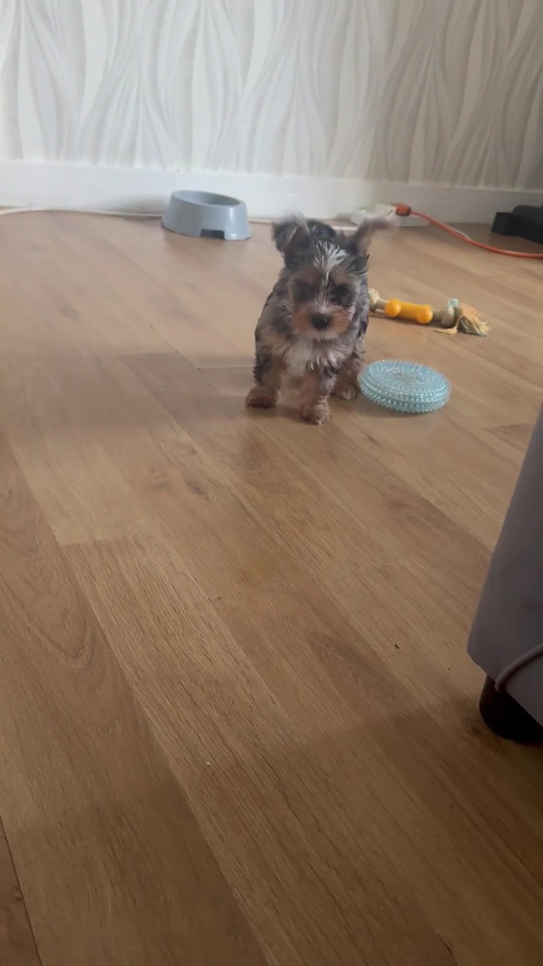 Yorkshire Terrier dogs for sale: Chocolate Merle yorkshire terrier  - Video 4