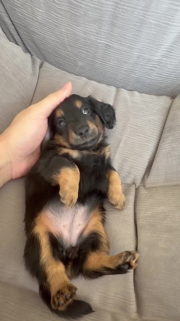 Miniature Dachshund dogs for sale: 🏆KC champion line Miniature Long Hair Dachshund - Video 1