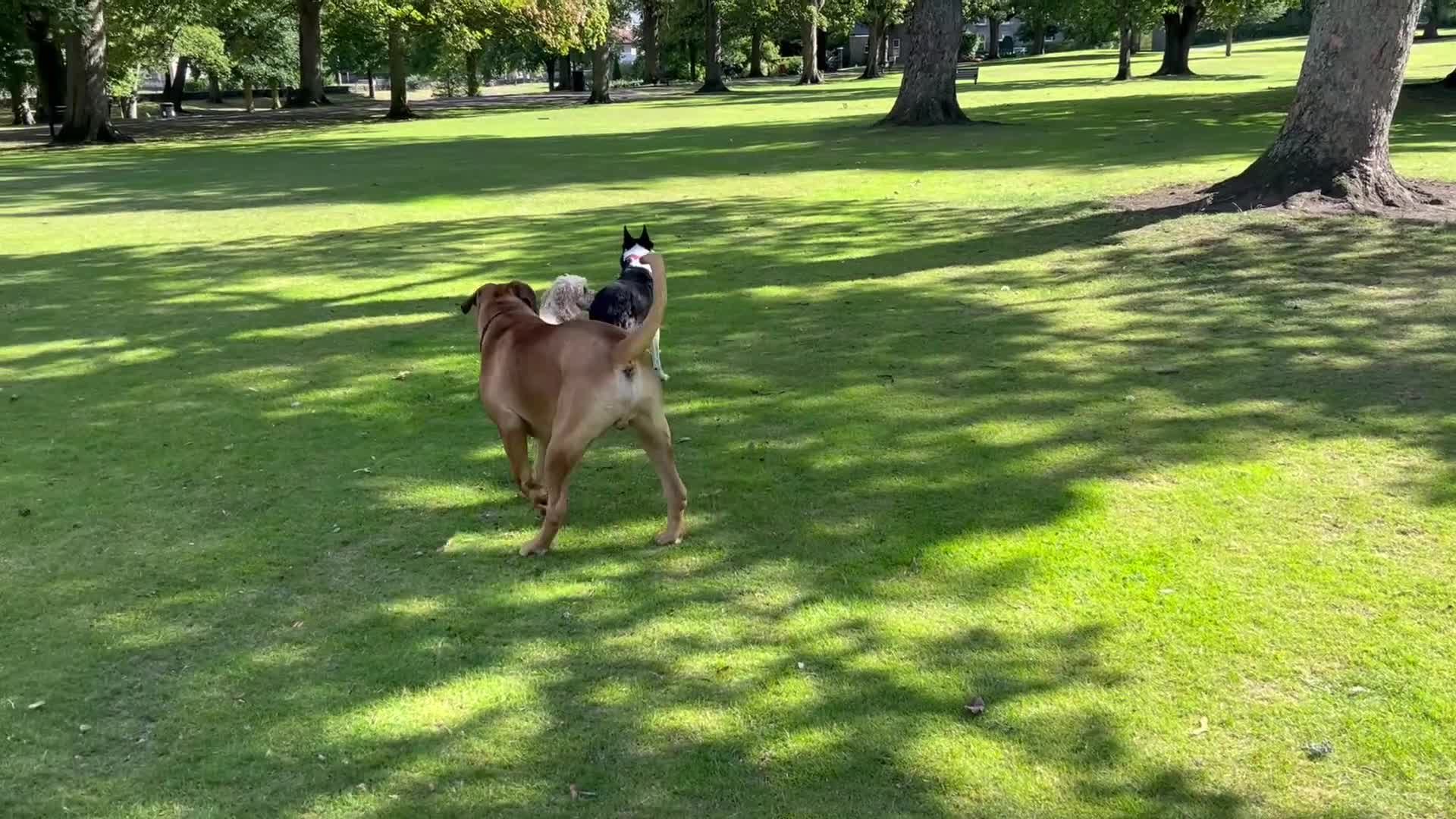 Mixed Breed dogs for sale: Ultimate Mastiff “Budley” - Video 2