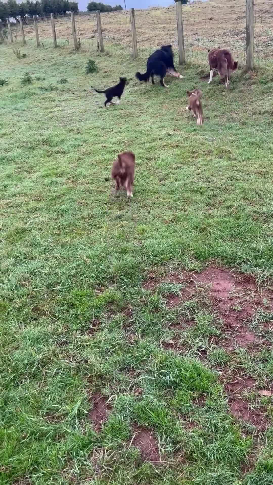 Border Collie dogs for sale: Gorgeous collie pups  - Video 1