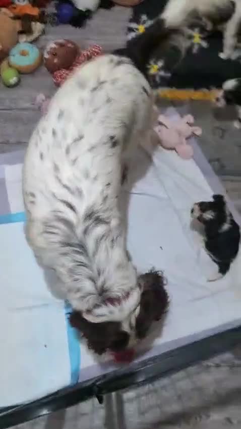 Yorkshire Terrier dogs for adoption: 💙🐶 YORKIE CROSS (BIEWER) PUPPIES 🐶💙 - Video 4