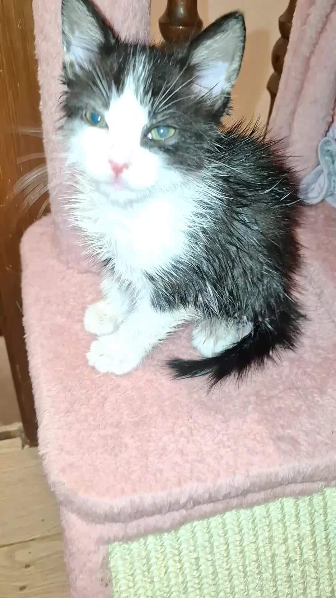 British Shorthair cats for sale: Kitten boy  - Video 1