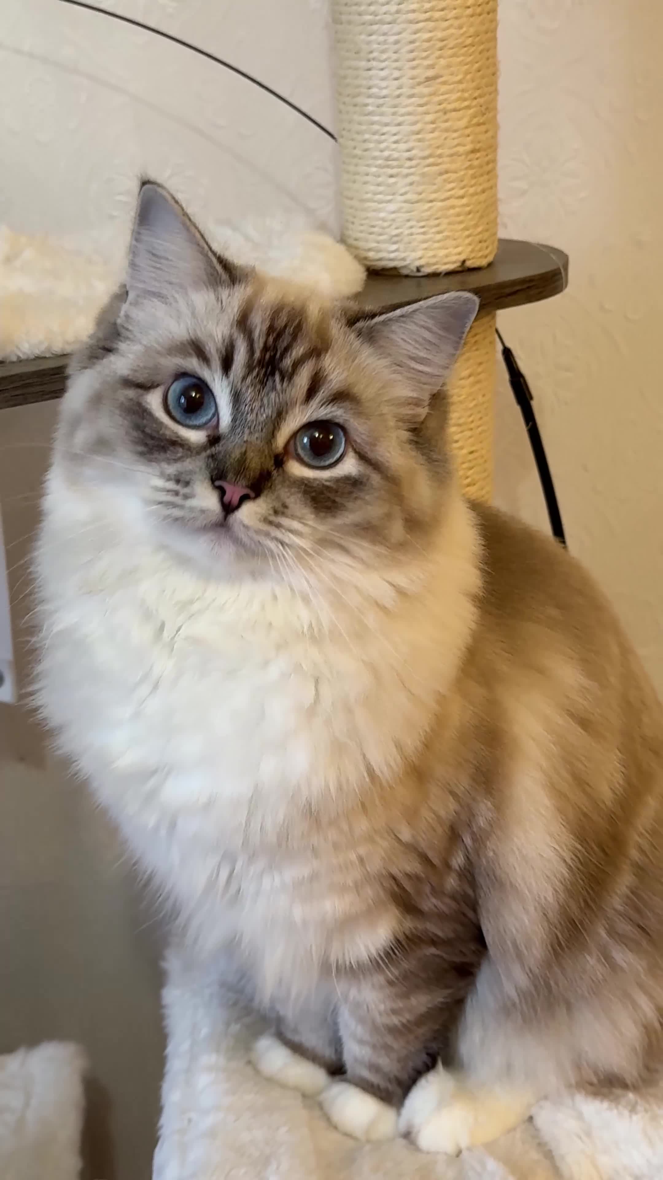 Ragdoll cats for sale: Ragdoll ACTIVE Female  - Video 1