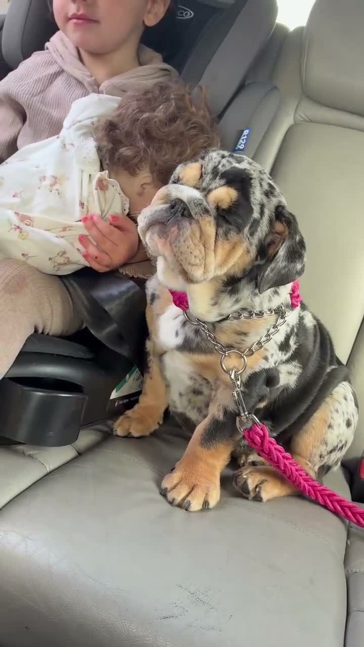 English Bulldog dogs for sale: KC reg black Merle bitch 💖 in Southport - Video 2