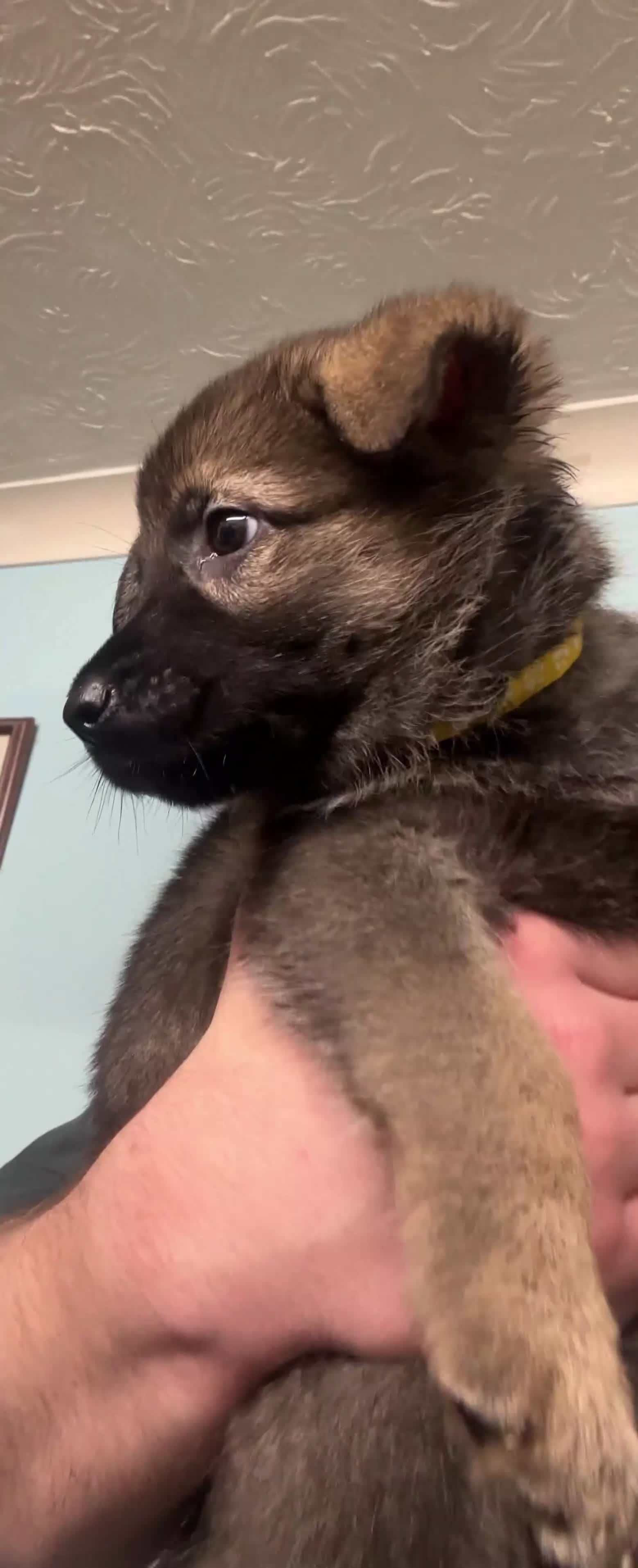 Mixed Breed dogs for sale: GSP x5 Available 27th Feb.  - Video 1