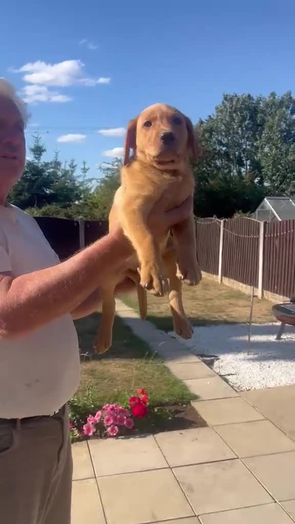 Labrador Retriever dogs for sale: ONE BOY LEFT - READY TO LEAVE NOW.  - Video 1