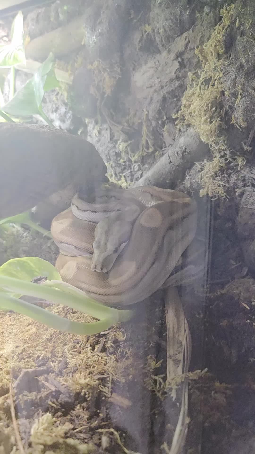 Boa Snake reptiles for sale: Dwarf Jungle Monty Boa Constrictor - Video 3