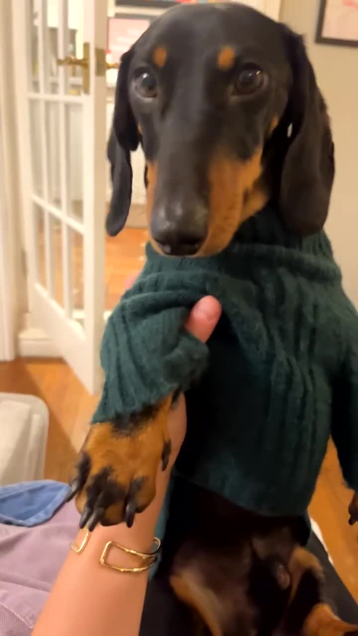 Miniature Dachshund dogs for sale: True miniature dauchshund for rehoming   - Video 2