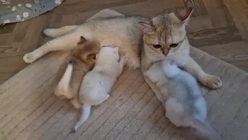 British Shorthair cats for sale: Rare Registered British Shorthair Chinchila Kitten - Video 1