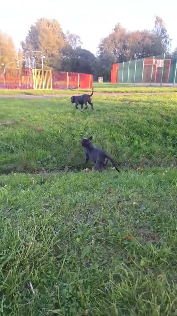 Cane Corso dogs for sale: Nella  in Stoke-on-Trent - Video 2