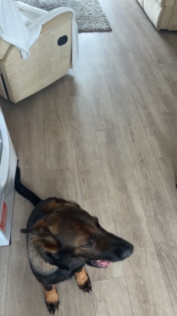German Shepherd dogs for sale: Scout - Video 1
