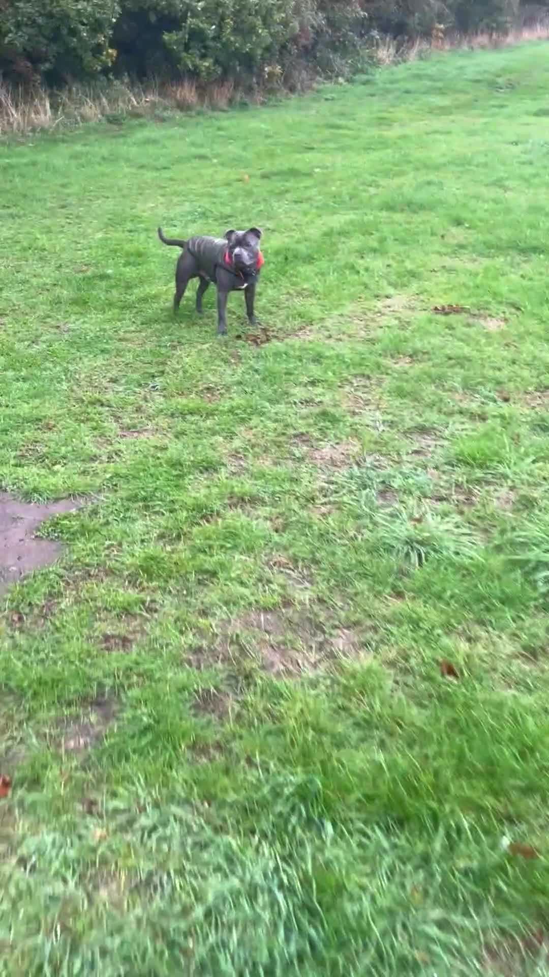 Staffordshire Bull Terrier dogs for sale: Staffordshire Bull terrier for sale - Video 1