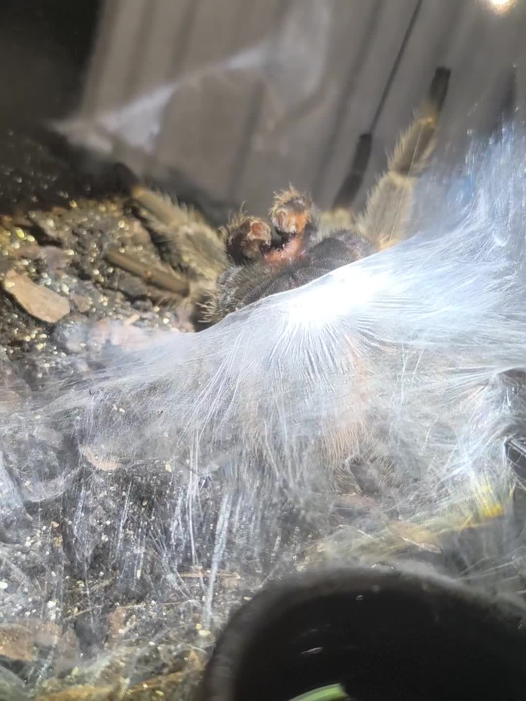 Tarantulas invertebrates for sale: Mature Male Lasiodora Parahybana  in Telford - Video 3