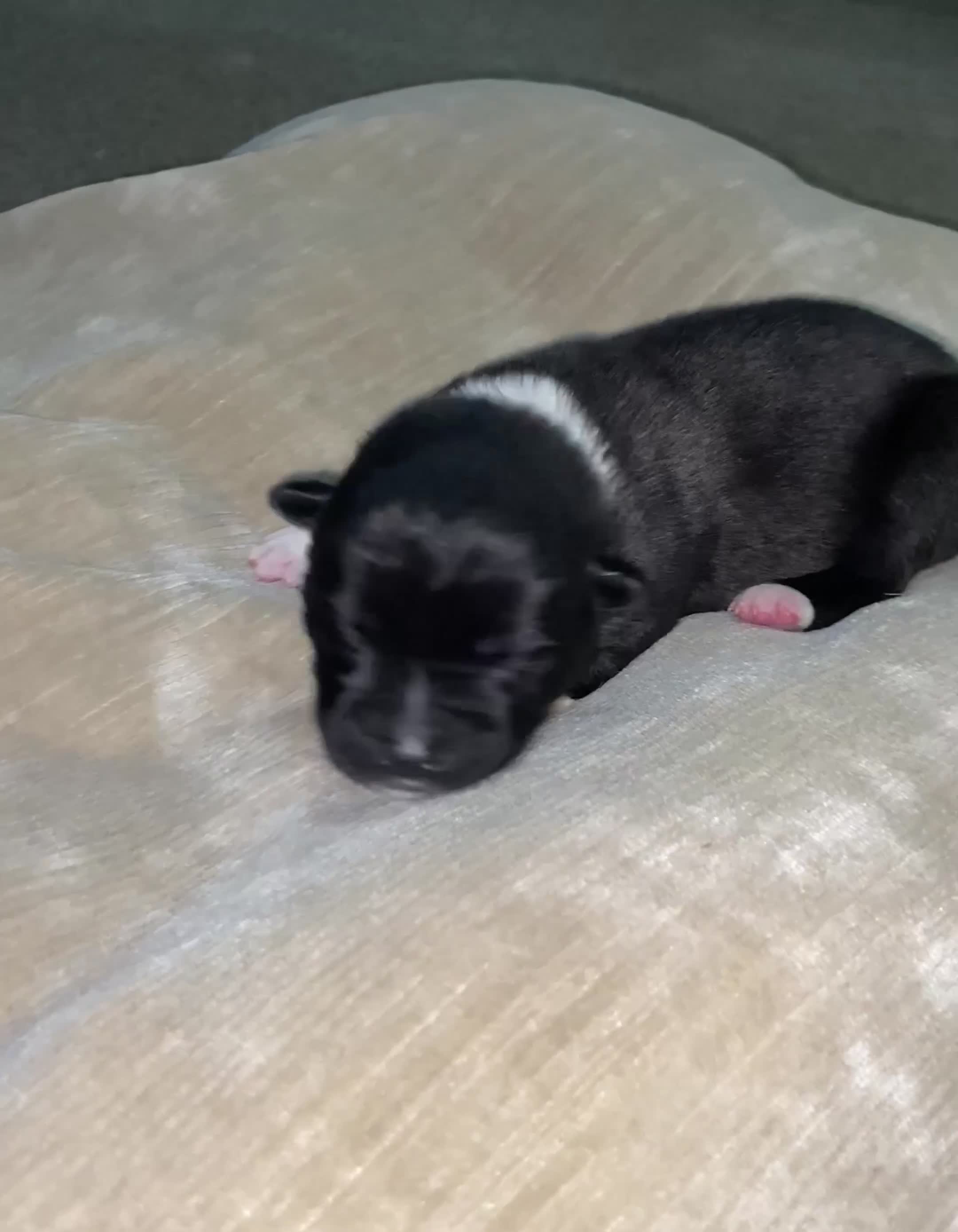 Akita dogs for sale: Beautiful American Akita Puppies  - Video 2