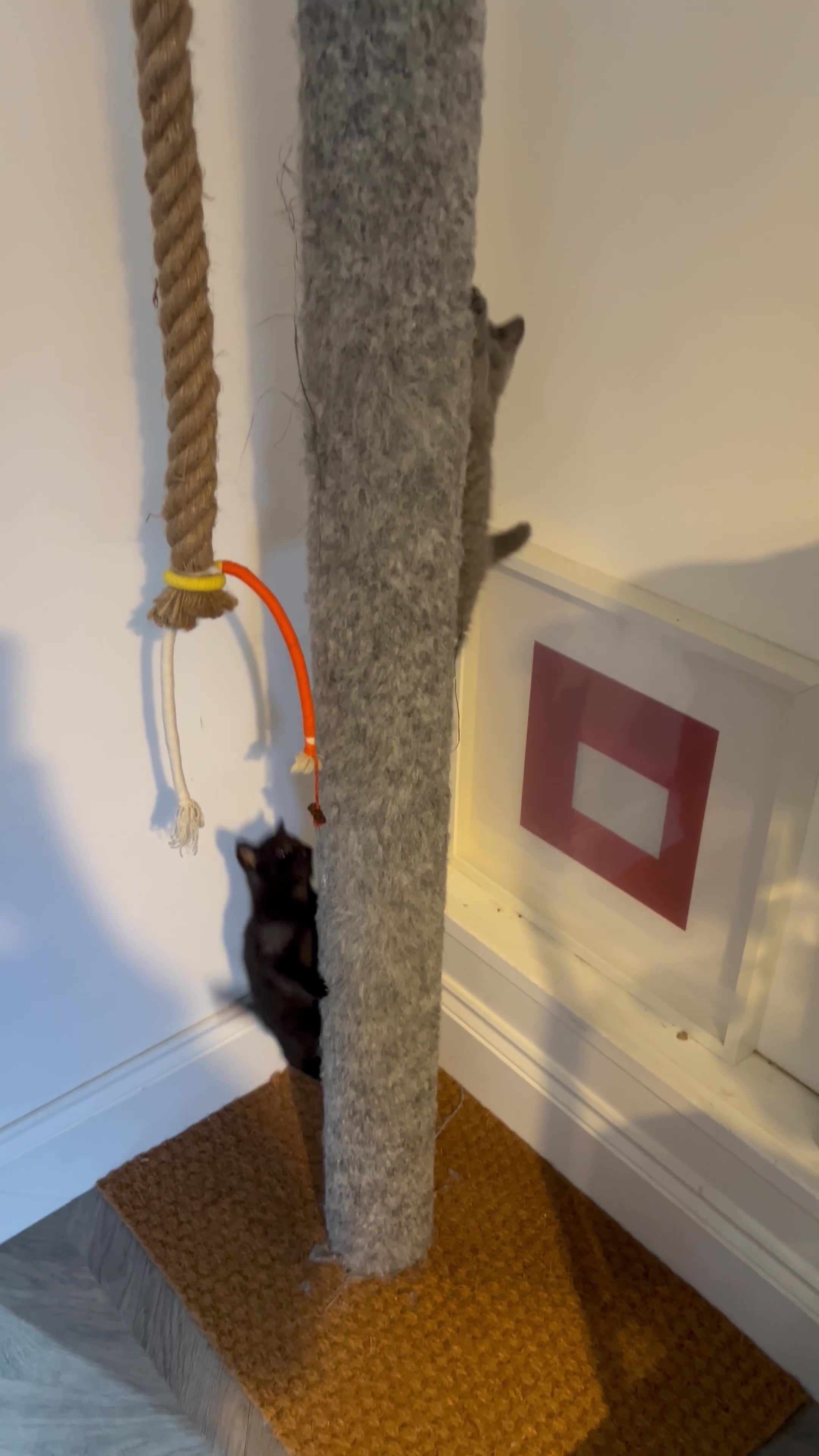 British Shorthair cats for sale: GCCF Registered British Shorthair Kittens -Cardiff - Video 3