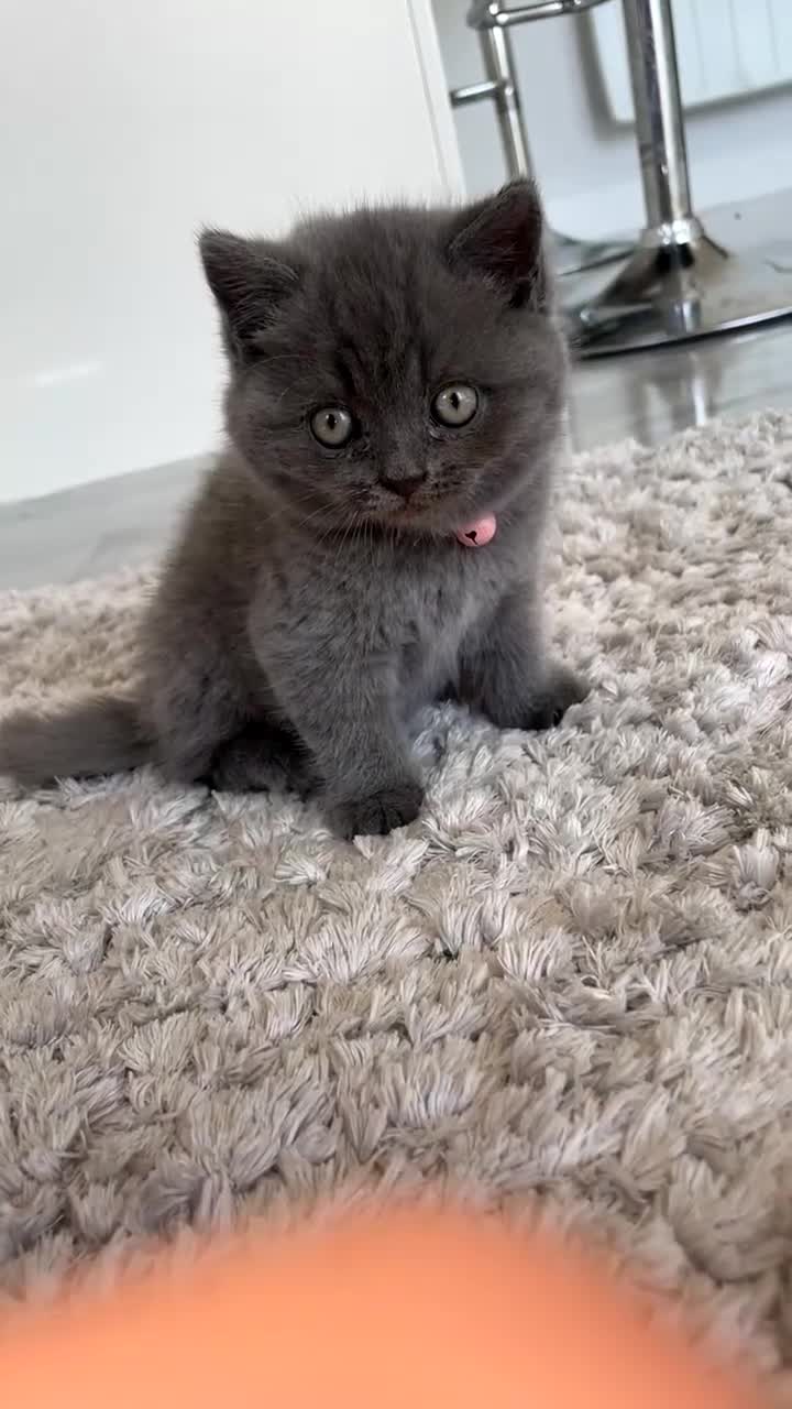 British Shorthair cats for sale: British shorthair kittens  - Video 1
