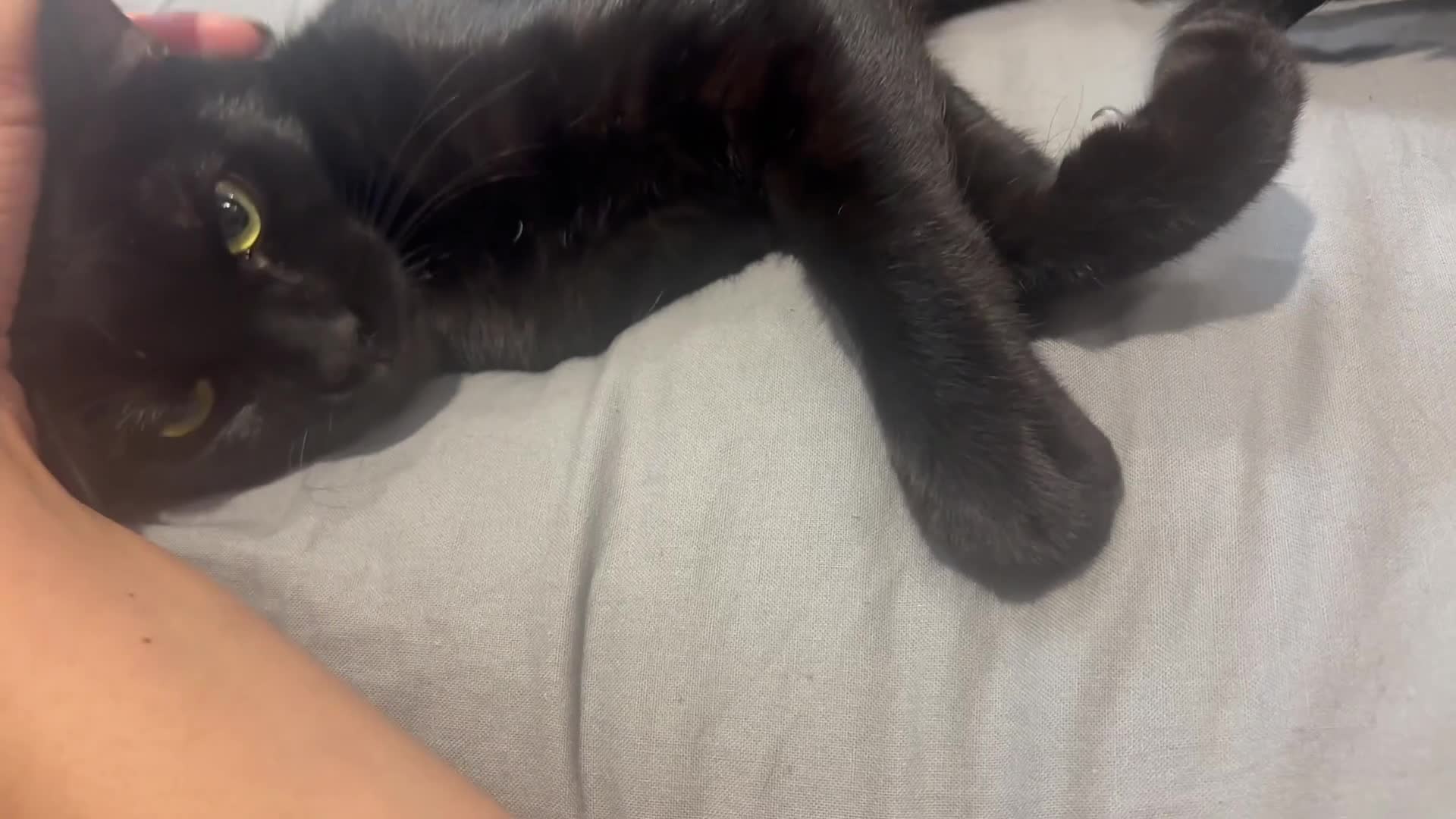 Bengal cats for sale: Beautiful Black Bengal Kitten 5 Months Old - Video 2