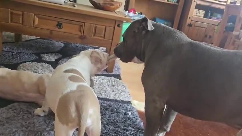 American Bully dogs for sale: American Bully Standard  - Video 1