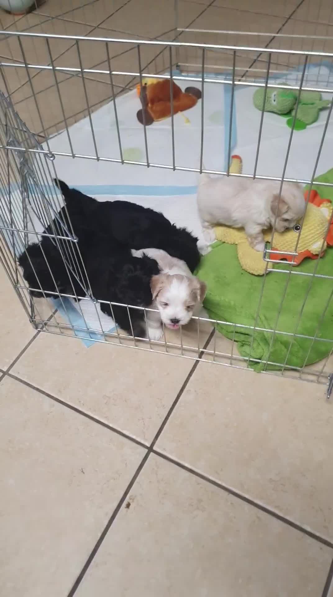 Mixed Breed dogs for sale: Toy malshipoo puppies  - Video 1